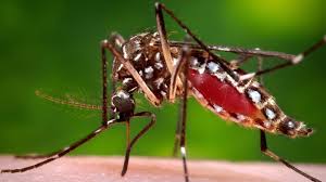 Dengue Fever Kills 80-Year-Old in Florida: 3 Deadly Mosquito Risks Chinese Tourists Can't Ignore