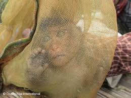 Image result for MONKEYS