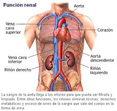 Resultado de imagen para cuerpo humano