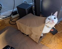 cat playing in a paper bagの画像