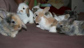 Résultat de recherche d'images pour 'image de lapin nain bélier'