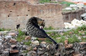 Image result for roman cats