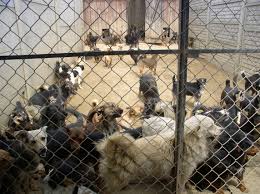 Znalezione obrazy dla zapytania adopcja psa