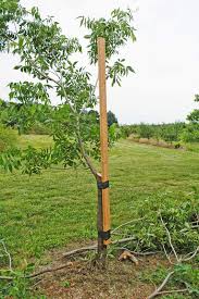 Résultat de recherche d'images pour "tree trunk repair grafts"