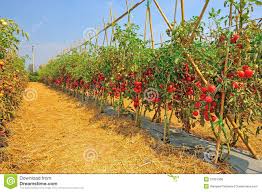 images?q=tbn:ANd9GcR0X-haU16pgJtqnuj6wBV9F8HRhXDN25oxFOLpn_Qk3JgS3tmA