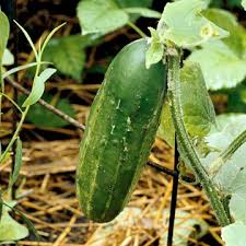 Resultado de imagen de CUCUMBER PLANT
