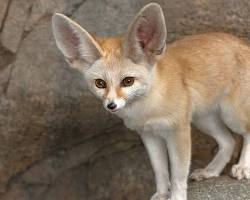 Fennec fox with long ears