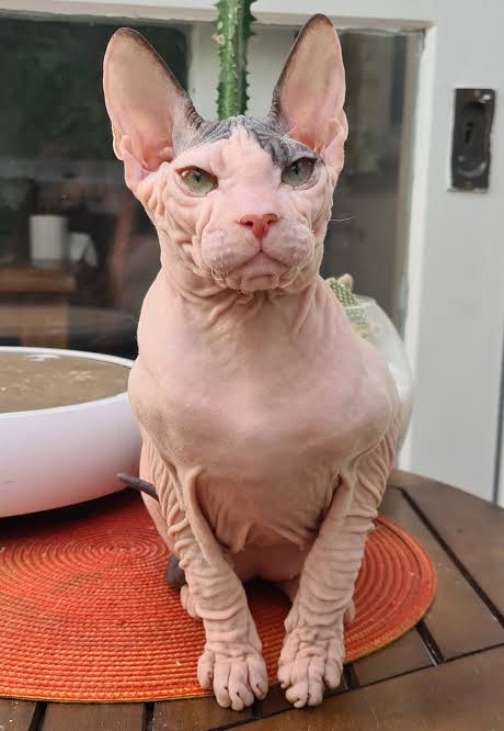 9 Types of Hairless Cats and How to Care For Them - Blanco Construction Corp