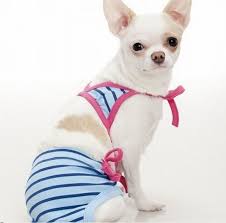 Image result for cats in swimming suits