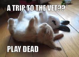 Image result for funny animal pictures