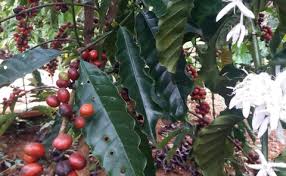 Báo Tuổi Trẻ - News update