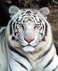 Resultado de imagem para tigre siberiano branco de olhos azuis