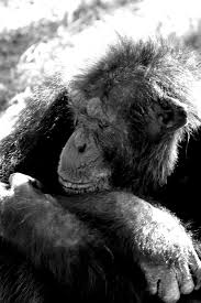 Old Chimpanzee - Bild \u0026amp; Foto von Wolfgang Schmidt-Soelch aus ...
