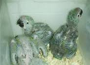 Image result for baby macaw parrot for sale