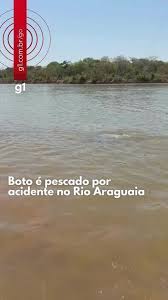 Boto é pescado por acidente no Rio Araguaia