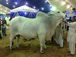 Image result for bakra eid 2015 pakistan