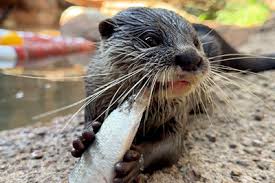 World Otter Day: Spotting Tips and Fascinating Otter Facts