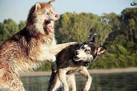 Image result for ‫ عکس های جالب از طبیعت‬‎