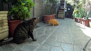 Image result for roman cats