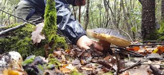 Trend Google: funghi