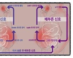 그렐린 호르몬 이미지