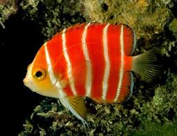 Image result for angelfish