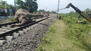 Speeding trains prove to be a jumbo problem for Assam's ...