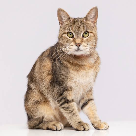 فیگور مدل گربه پاستورال