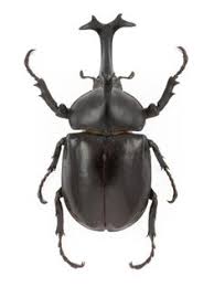 Résultat de recherche d'images pour "rhino beetle"