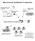 Monoclonal antibody production