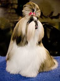 Image result for dog shows