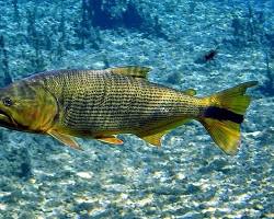 Image of Dourado fish