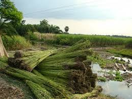 Image result for হাট বাজার নীতিমালা