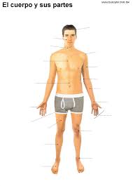 Resultado de imagen para cuerpo humano