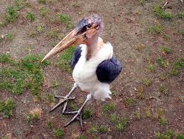Risultati immagini per marabu