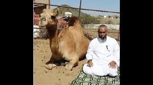Image result for ‫نماز خواندن شتر‬&lrm;