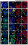 Immunostaining of Dissected Zebrafish Embryonic Heart