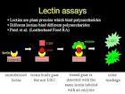 Lectin assay