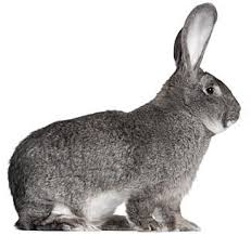 Image result for RABBIT