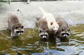 「花蓮兆豐農場」的圖片搜尋結果