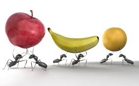 Resultado de imagen para hormigas comiendo frutas