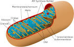 Mitochondrien