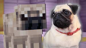 Image result for pugs