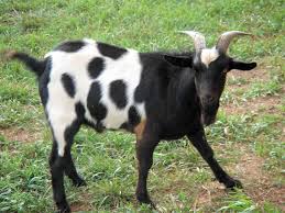 Image result for goats