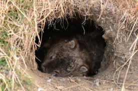 Image result for wombat