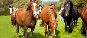 Image result for HORSE