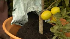 Risultati immagini per cambiare vaso