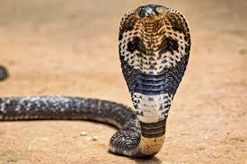 Tourist Dies After Cobra Slithers into His Pants and Bites Him During Hotel's Snake Show