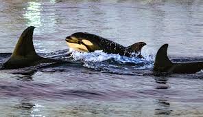 Watch an orca ram a sunfish so hard that the fish explodes
