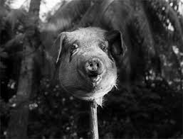 external image images?q=tbn:ANd9GcR1ocY2wT7lwtUsr8SPsapow-ivjjPC3mMZy1G603FeIS7Z52I9